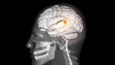 The human pineal gland is a small endocrine gland - Inner Worlds, Outer Worlds