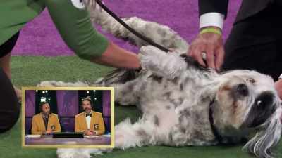 The Humane Society told her - 2022 American Rescue Dog Show
