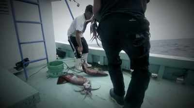 The humboldt squid
has the aggression - Mysteries of the Deep