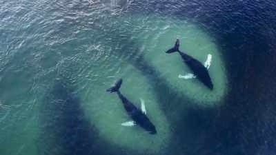 The humpbacks are comparative newcomers. - Blue Planet II