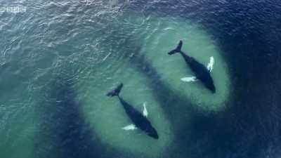 The humpbacks are
comparative newcomers. - Planet Earth: A Celebration