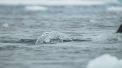 The hungry youngsters
get to feed first. - Frozen Planet II