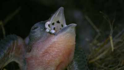 The hungry youngsters open their
beaks to display a conspicuously - Attenborough's Life in Colour