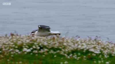 The hunt for food has intensified... - Wales: Land of the Wild
