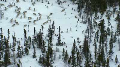 The hunt is on. - Our Planet