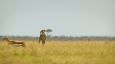 'The hunter's dinner
is never guaranteed... - A Year on Planet Earth