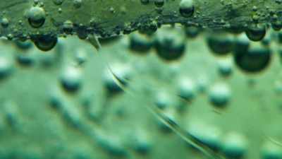The ice is the soil
upon which plant life grows, - Our Planet