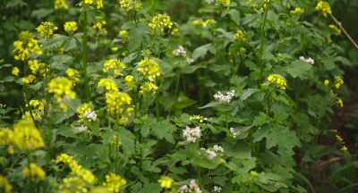 The idea to that is then
that we will have something - The Pollinators