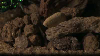 The idea is to keep the roach
alive as long as possible so - Cosmos: Possible Worlds