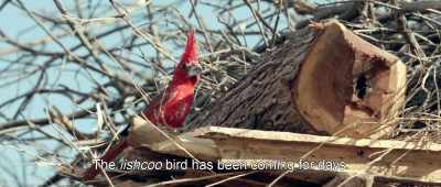 The iishcoo bird has been coming for days. - Birds of Passage