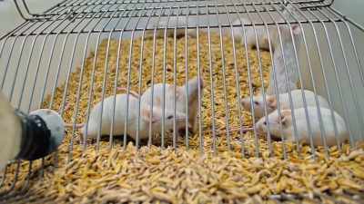 The impact
these chemicals have on animals - Not So Pretty