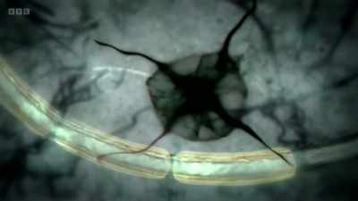 The increased activity
in these pathways - The Human Body: Secrets of Your Life Revealed