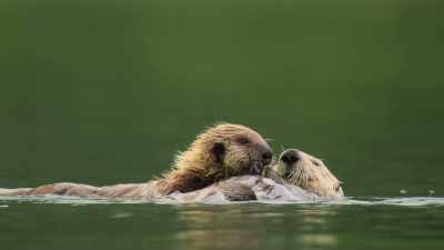 The incredible bond that these two share - Wild Babies