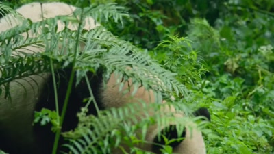 'The incredible dedication of Zhang, - A Year on Planet Earth
