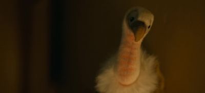 The Indian vulture went extinct in 2039. - Extrapolations