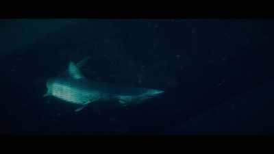 The industry will call bycatch
"accidental take," - Seaspiracy