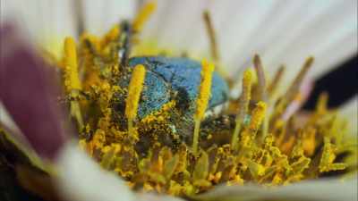 The insect would visit a
flower for a dinner of - Cosmos: Possible Worlds