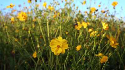 The insect would
visit another flower, - Cosmos: Possible Worlds
