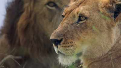 The instinct to follow adults
is still strong. - Dynasties