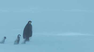 The instinct to follow adults
is still strong. - Dynasties