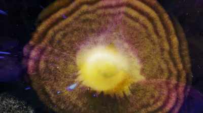 The interconnectedness of being
is who we are. - Fantastic Fungi