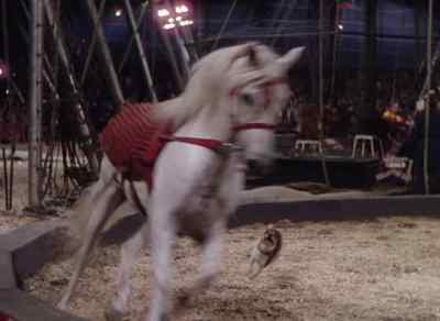 The internationally famous
riding canine! - The Greatest Show on Earth