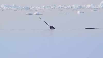 The Inuit word "narwhal" - Absurd Planet