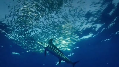 'The iridescence
confuses the sardines. - A Year on Planet Earth