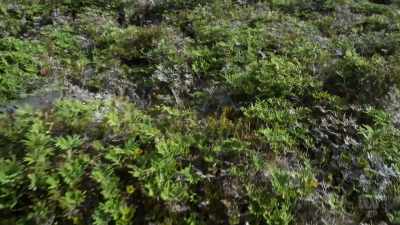 The island is young, yet rich in life - David Attenborough's Tasmania