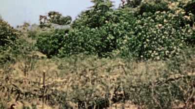THE JAPANESE RETREAT
INTO THE INTERIOR. - The Pacific War in Color