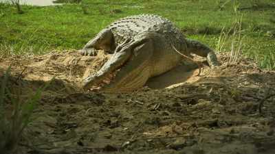 The jaws that deal in death - Serengeti