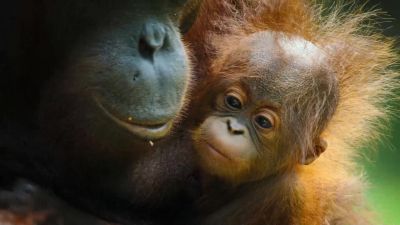 The journey to becoming a great ape - Big Beasts