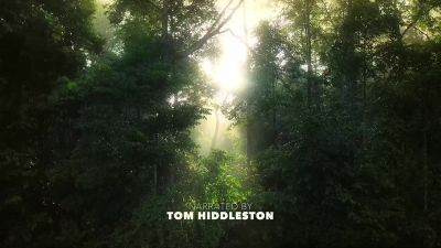 The jungles of Borneo. - Big Beasts