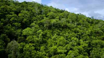 The jungles
of Central America - Lost Treasures of the Maya