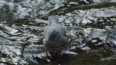 The juvenile dipper will be
completely independent soon. - Epic Yellowstone