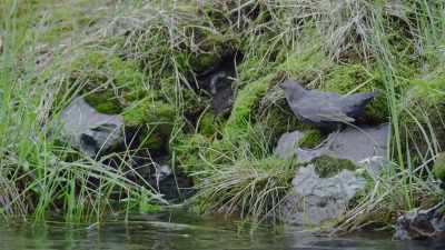 The juvenile dipper, - Epic Yellowstone