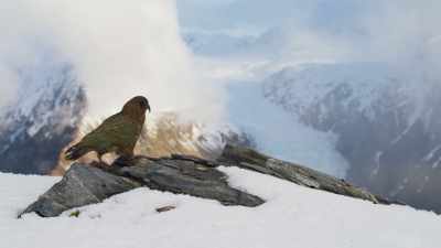 The kea. - Frozen Planet II