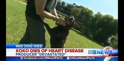 The kelpie
who starred in - Koko: A Red Dog Story
