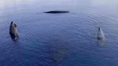 The keyword here is tradition.
It's something they elect to do. - Secrets of the Whales
