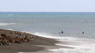 ''The kids must train
with the real thing.'' - Secrets of the Whales