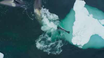 The killer whales approach
the seal with utmost caution. - Frozen Planet II