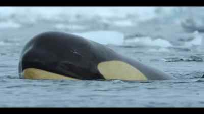 The killer whales are exhausted too. - Our Oceans
