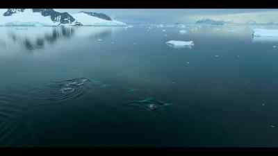 The killer whales head out
into an uncertain future. - Our Oceans