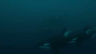 The killers were a source of 
anxiety,  - Shackleton: The Greatest Story of Survival