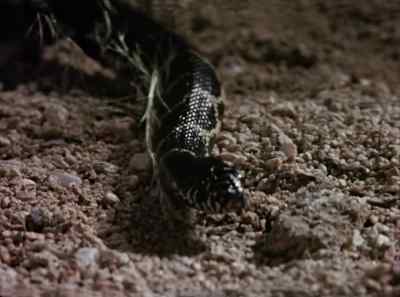 The kingsnake isn't poisonous, - The Living Desert