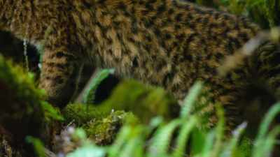 The kodkod isn't even as big as a pet cat. - Our Great National Parks