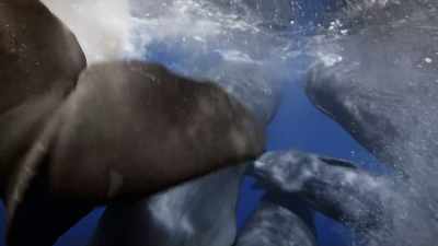 "The ladies will decide
who he gets to mate with, not him." - Secrets of the Whales