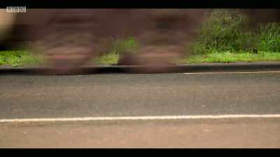 The land is being crossed
by highways. - Extinction: The Facts
