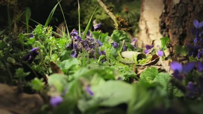 'The land bursts with colour. - A Year on Planet Earth
