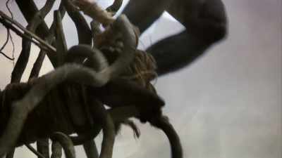 - The land diving ritual
takes place every year - The UnBelievable with Dan Aykroyd